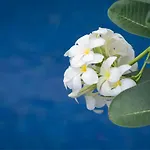 Palmery Boutique And Spa