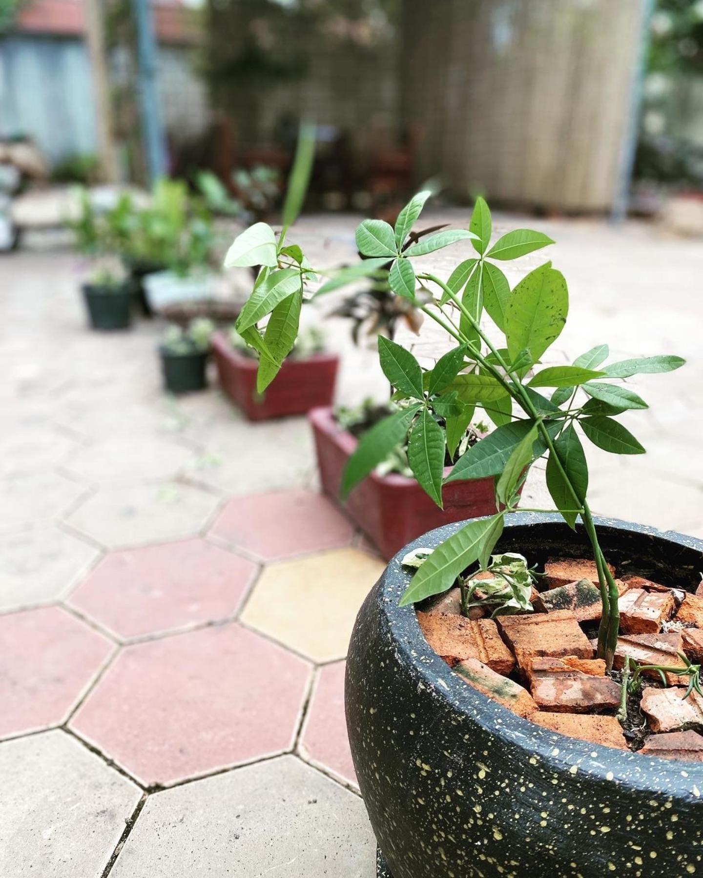 Homestay Bloom Garden Siem Reap