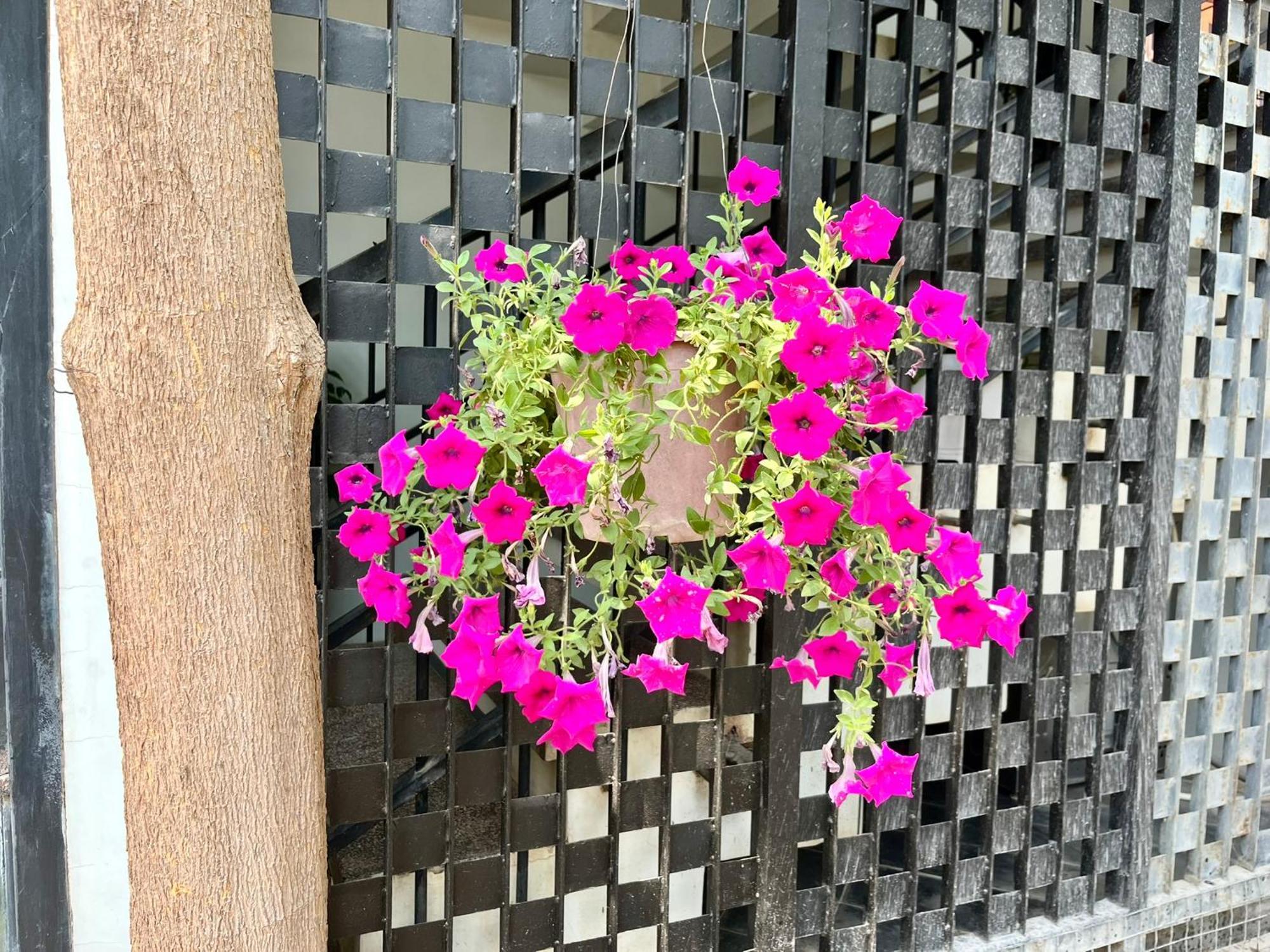 Apartment Canopy Family *