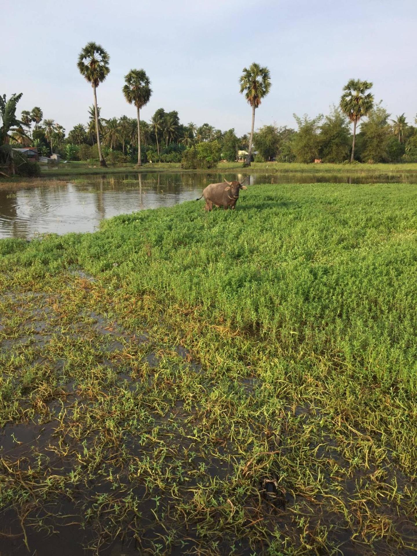 1-2pax Ac 1 Including Private Kitchen * Siem Reap