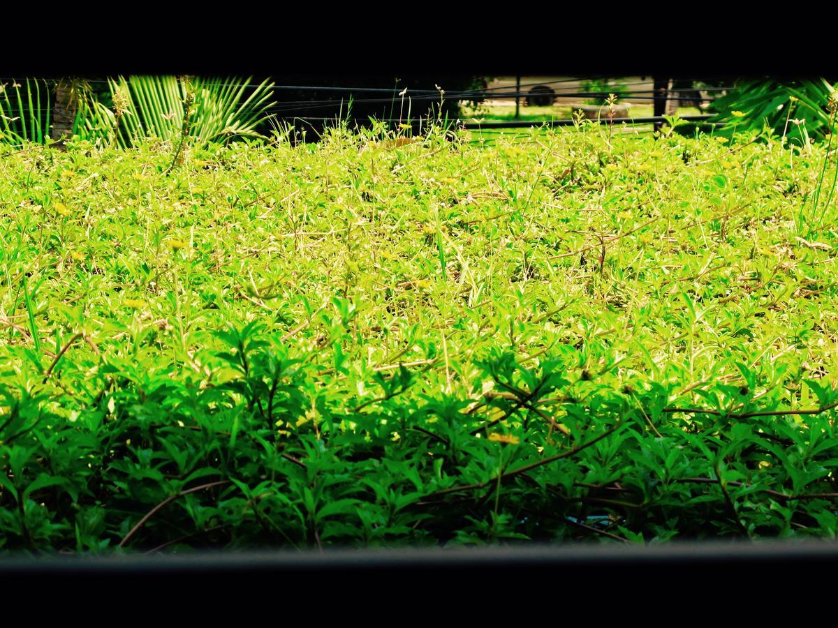 The Butterfly Pea Hotel Siem Reap
