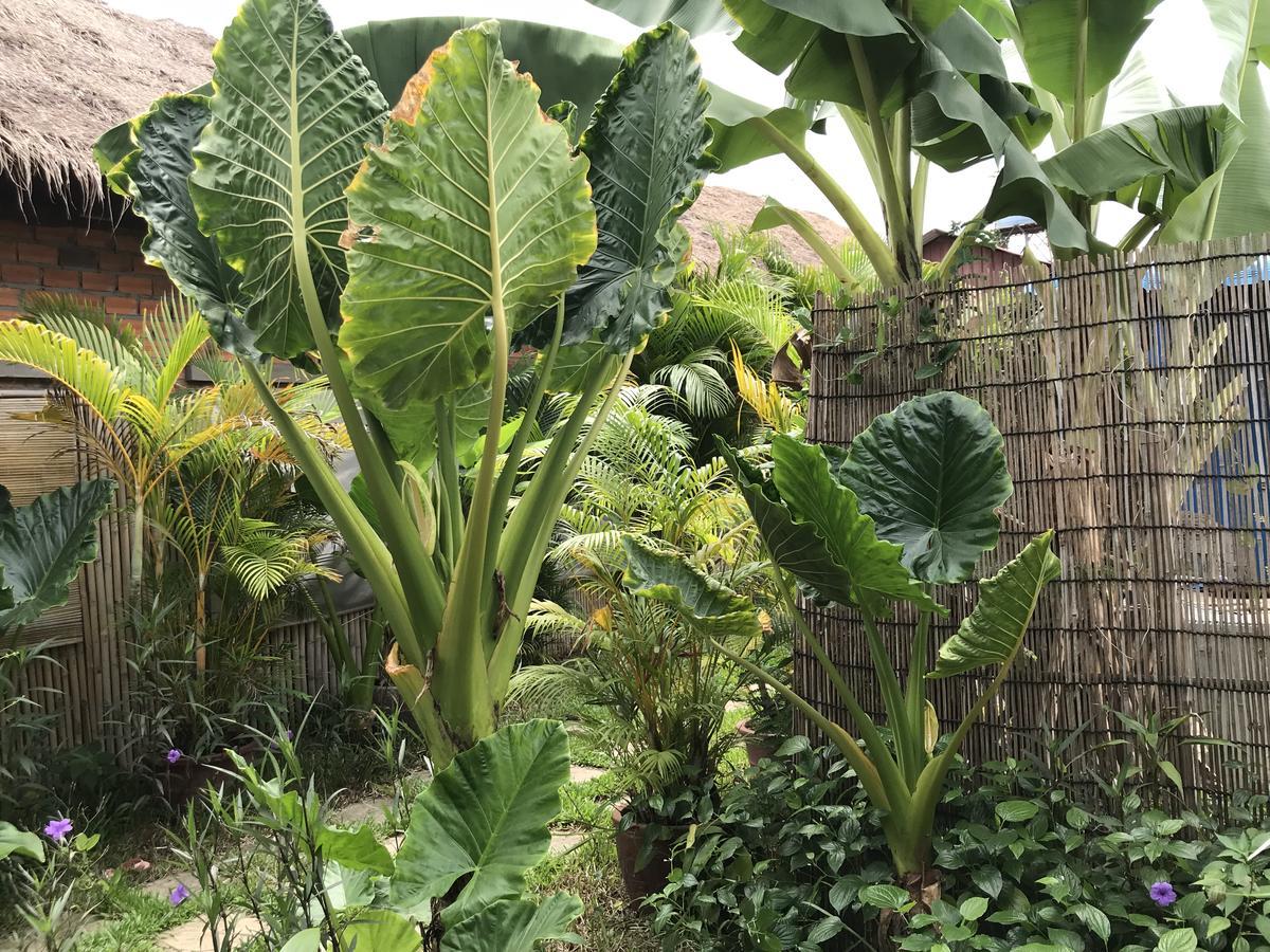 Areca Siem Reap