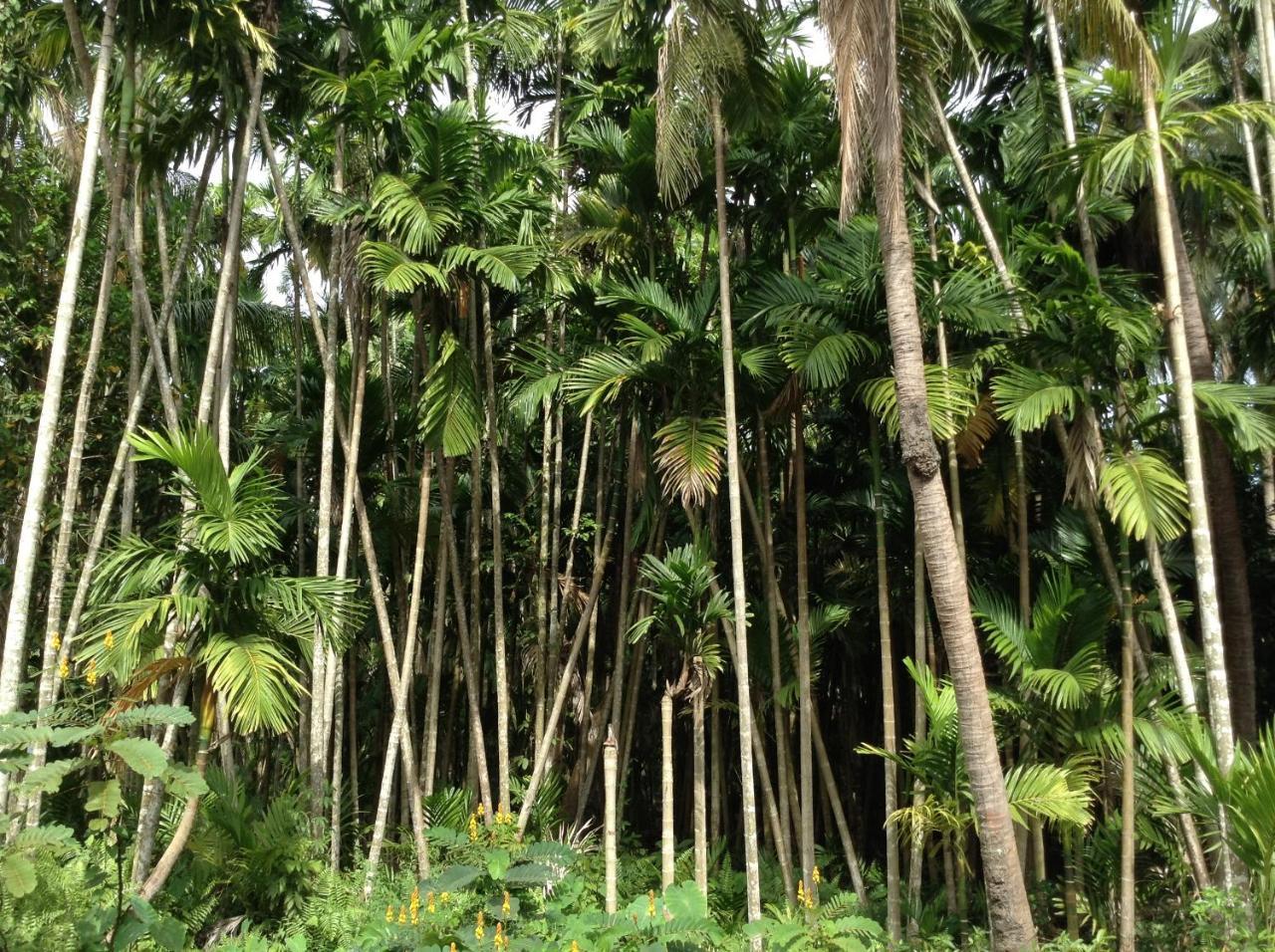 Chansor Community 4 * Siem Reap