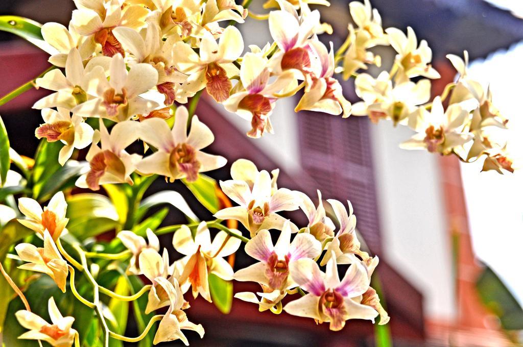 Hotel Tropical Boutique Siem Reap