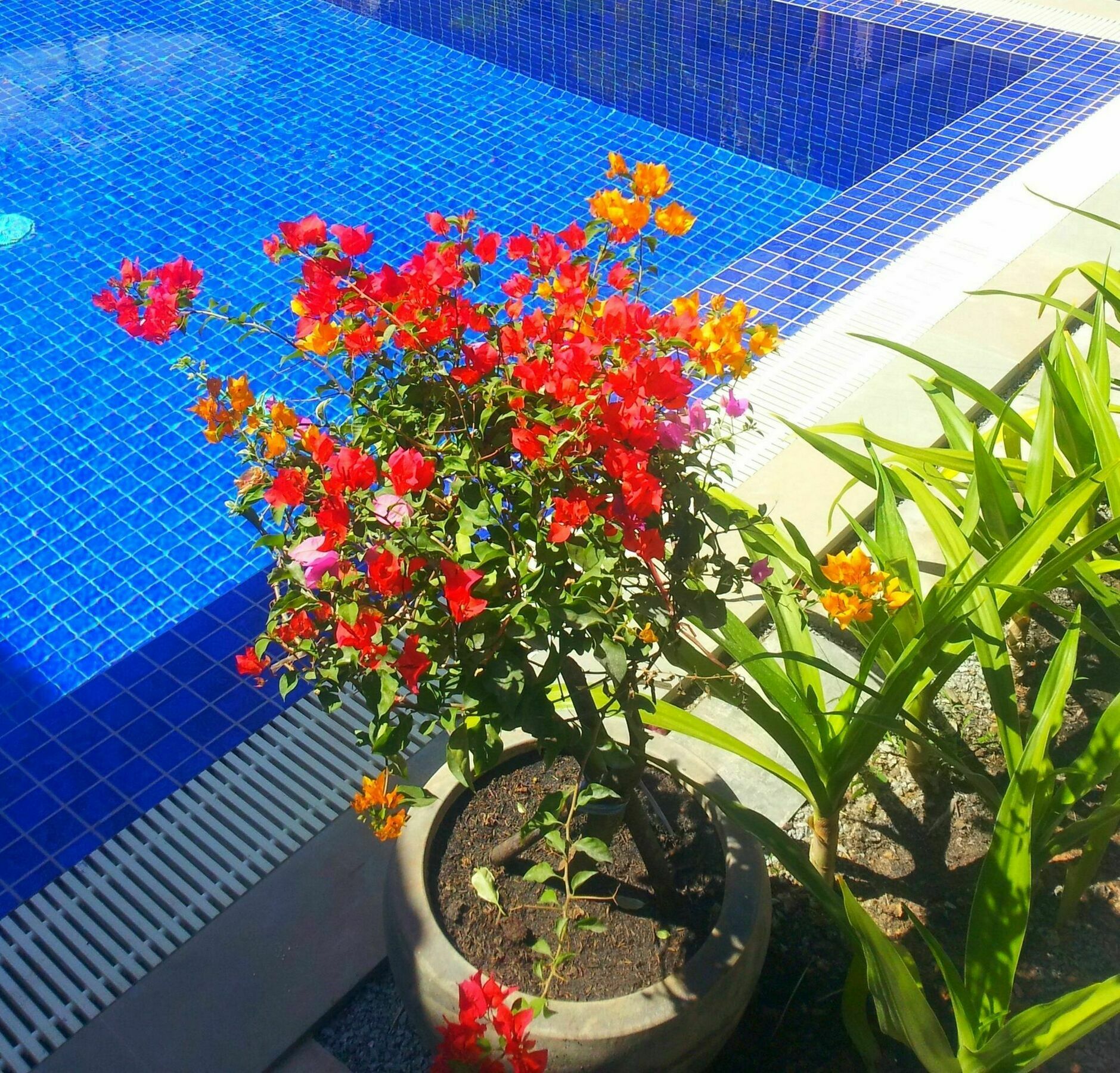 Sweet Mango Hotel