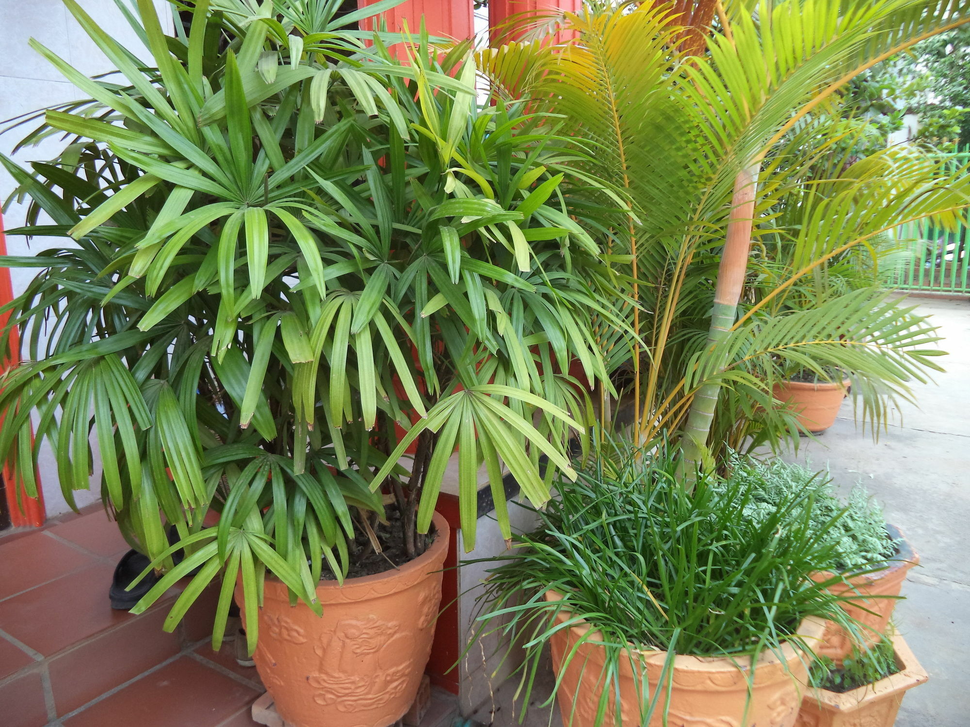 Guest house Millennium Siem Reap
