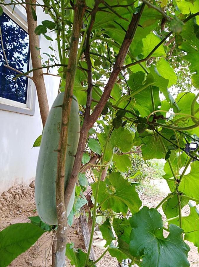 Guest house Angkor's 3*