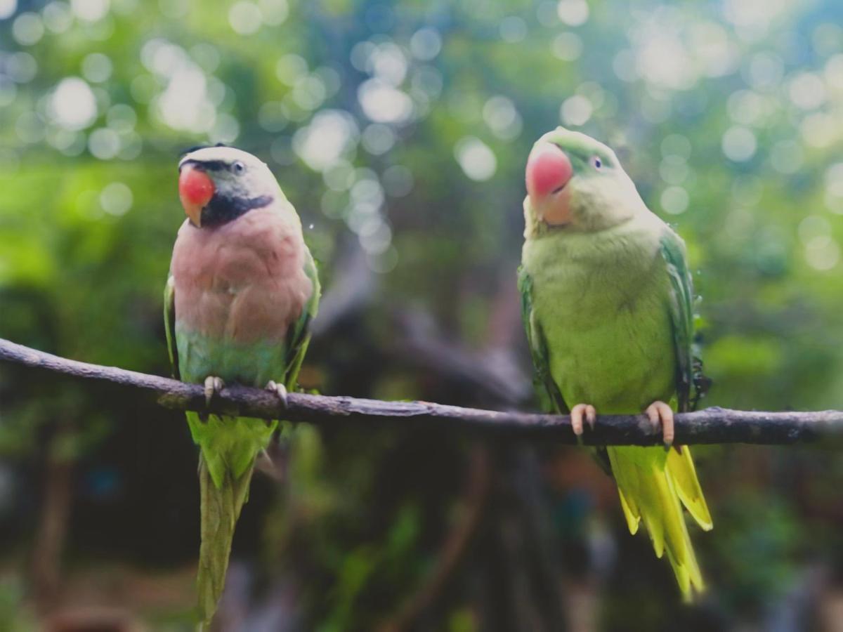 Kakrona Pouk Ở trọ *