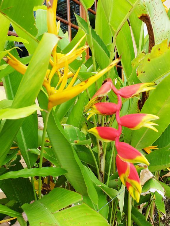 Bed & Breakfast Rose Apple Siem Reap