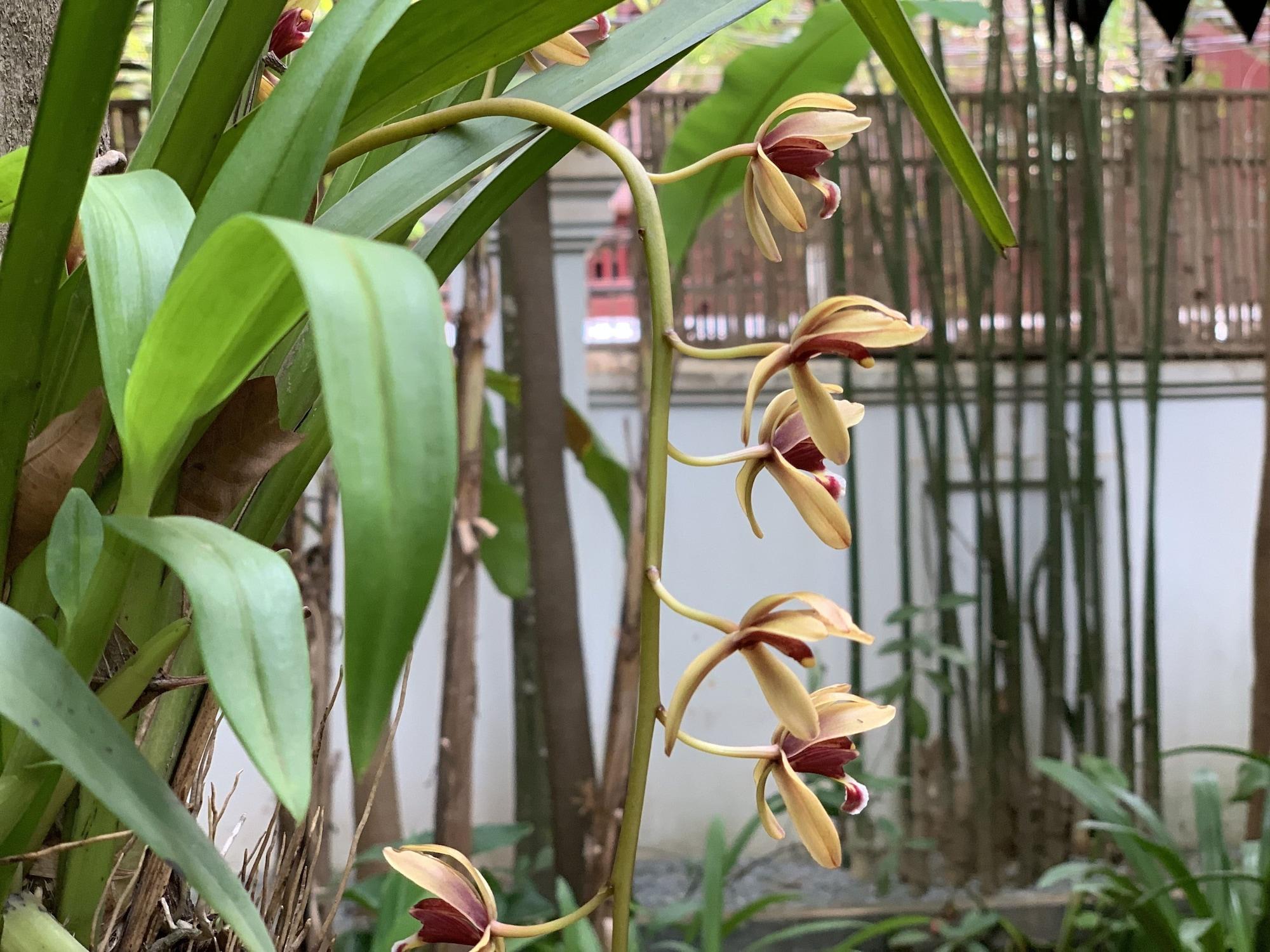 Petit Boutique & 4* Siem Reap