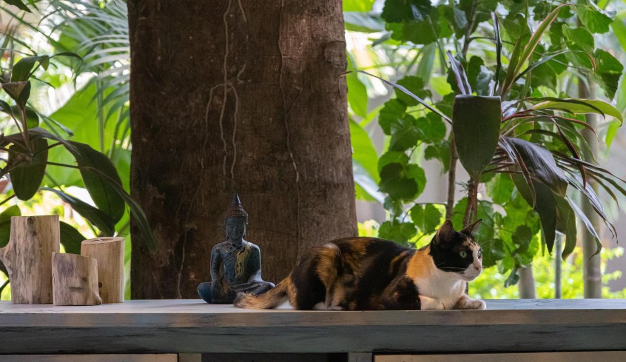 Hotel Through The Looking Glass Wellness Retreat Siem Reap