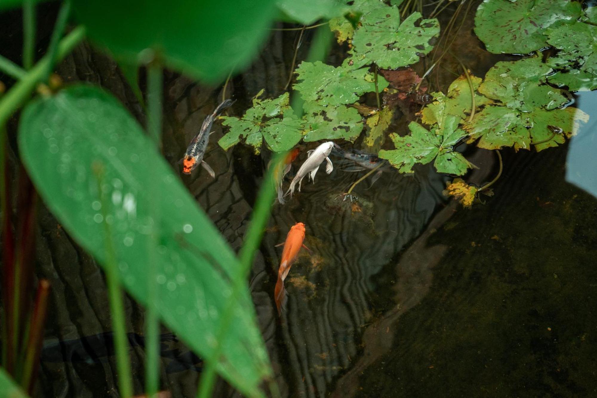 Hotel Jungle Sanctuary Siem Reap