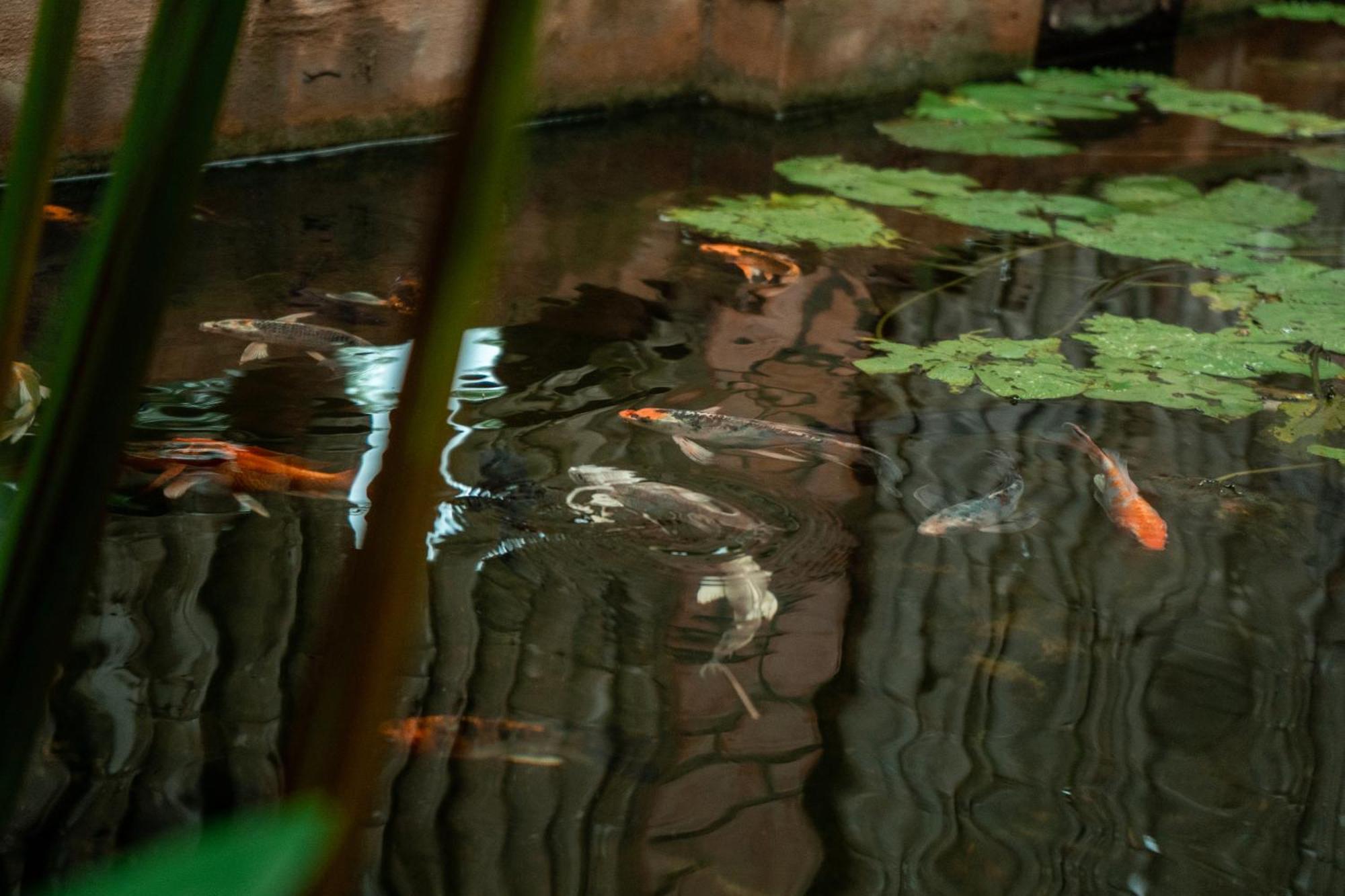 Hotel Jungle Sanctuary