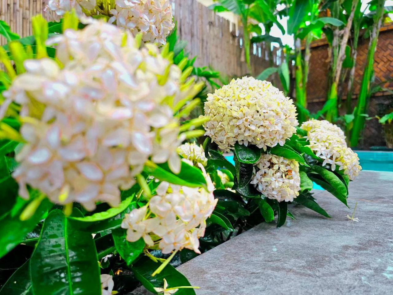 Guest house Angkor Legacy Boutique