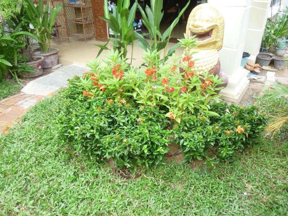 Angkor Reas Siem Reap