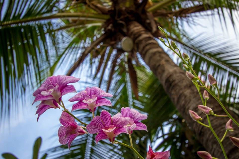 Shinta Mani Shack Resort Siem Reap
