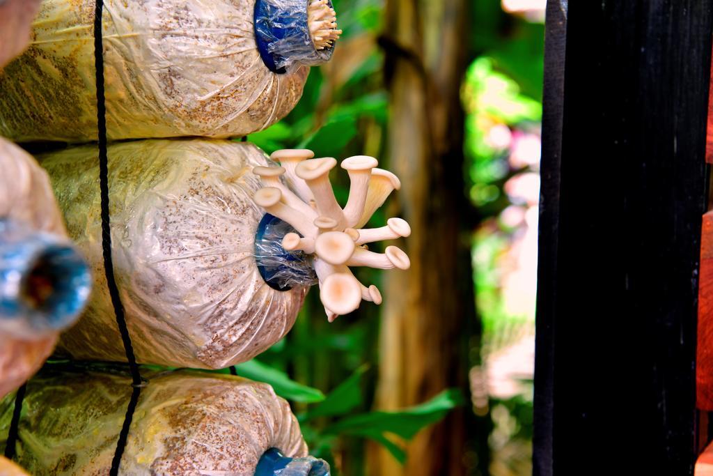 Nanda Biệt thự *