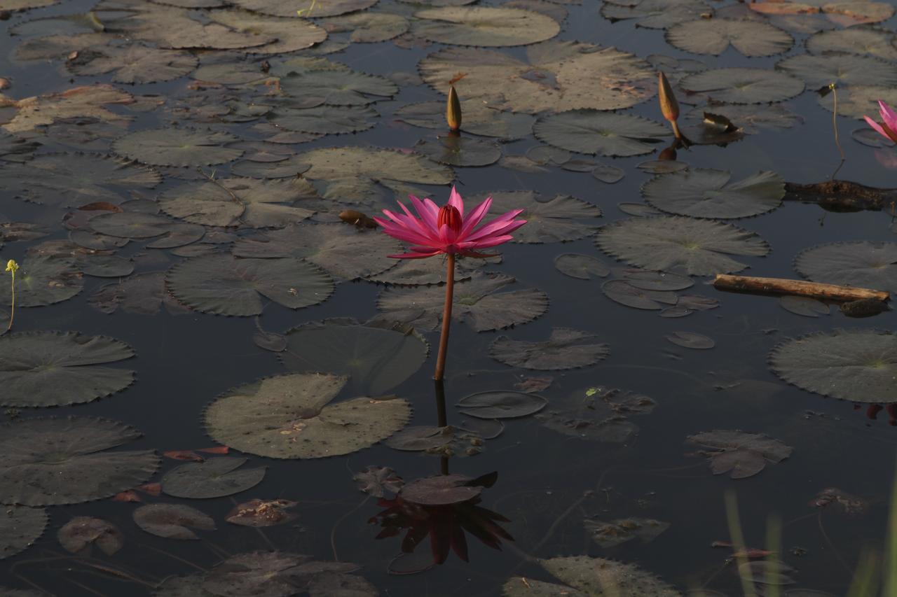 Blue Spring Boutique Hotel Siem Reap