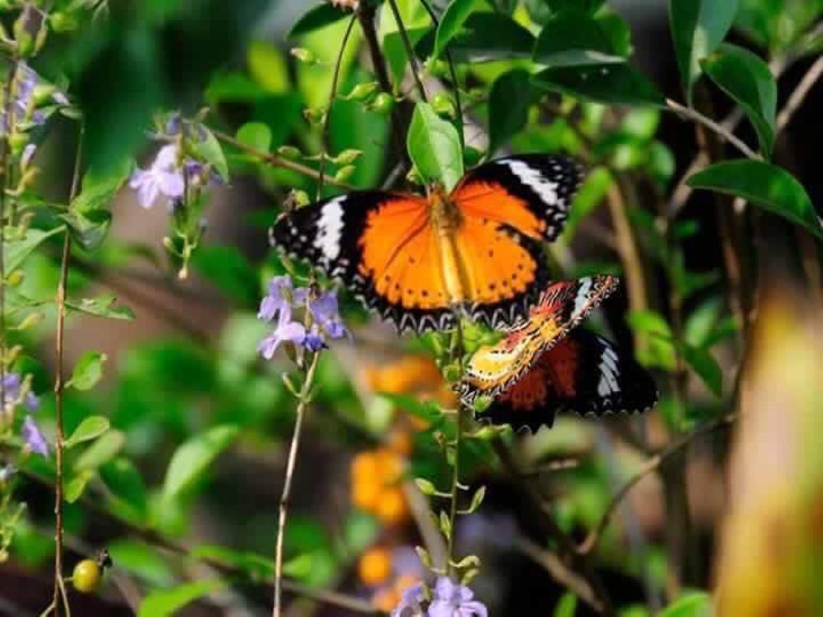 Dream Butterfly Garden Boutique 3*