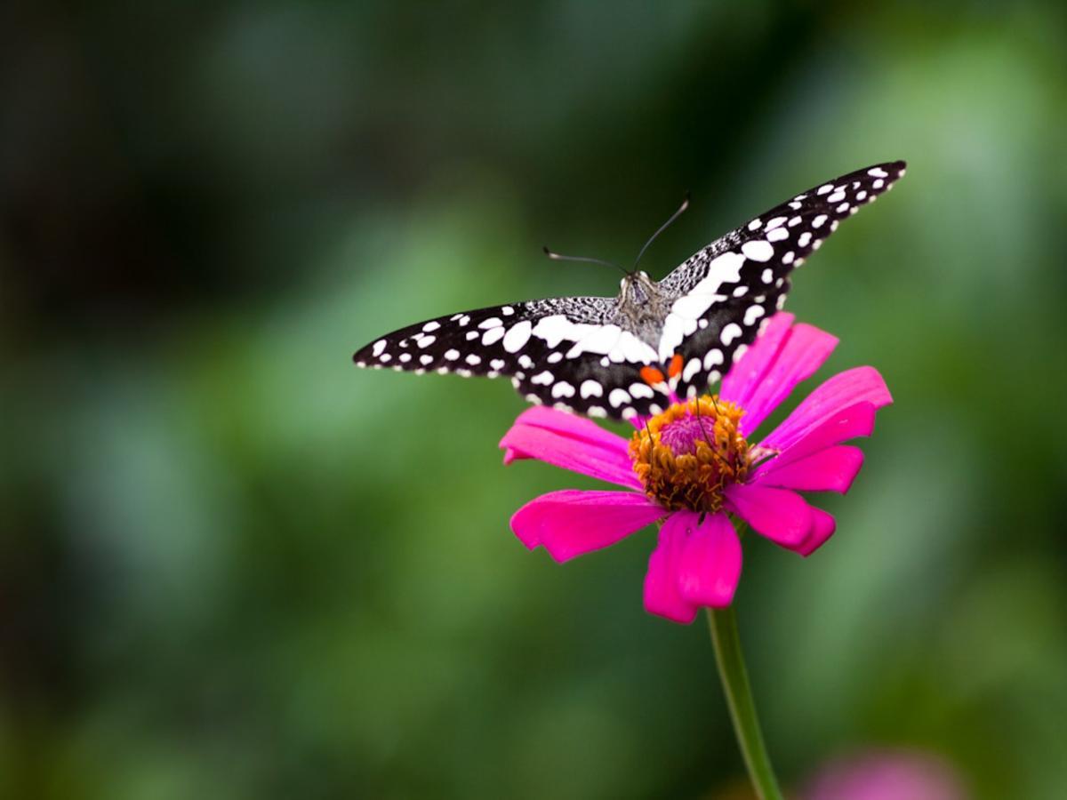 Dream Butterfly Garden Boutique Hotel 3*