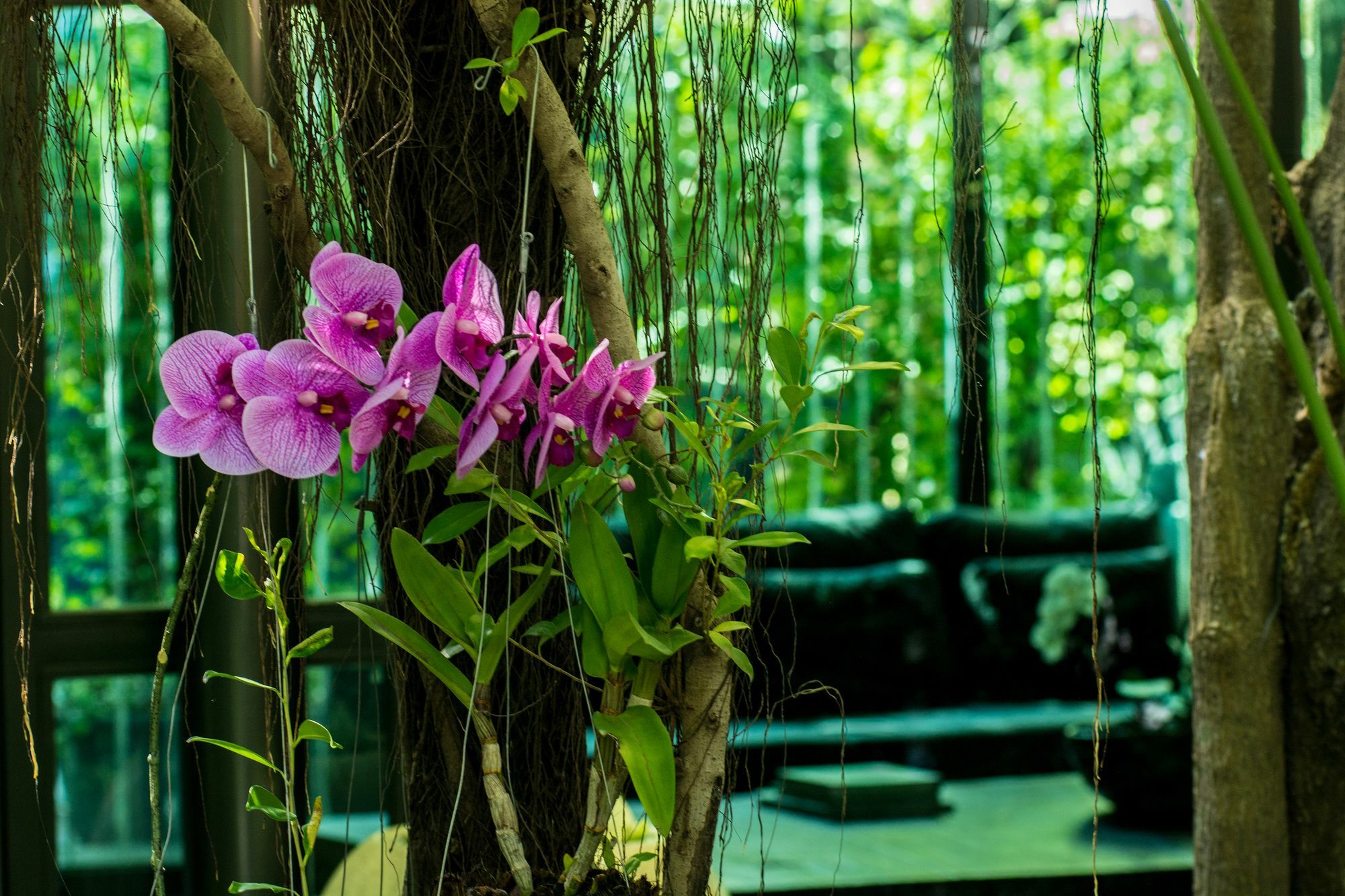 Anjali By Syphon Siem Reap