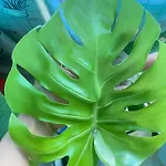The Green Home