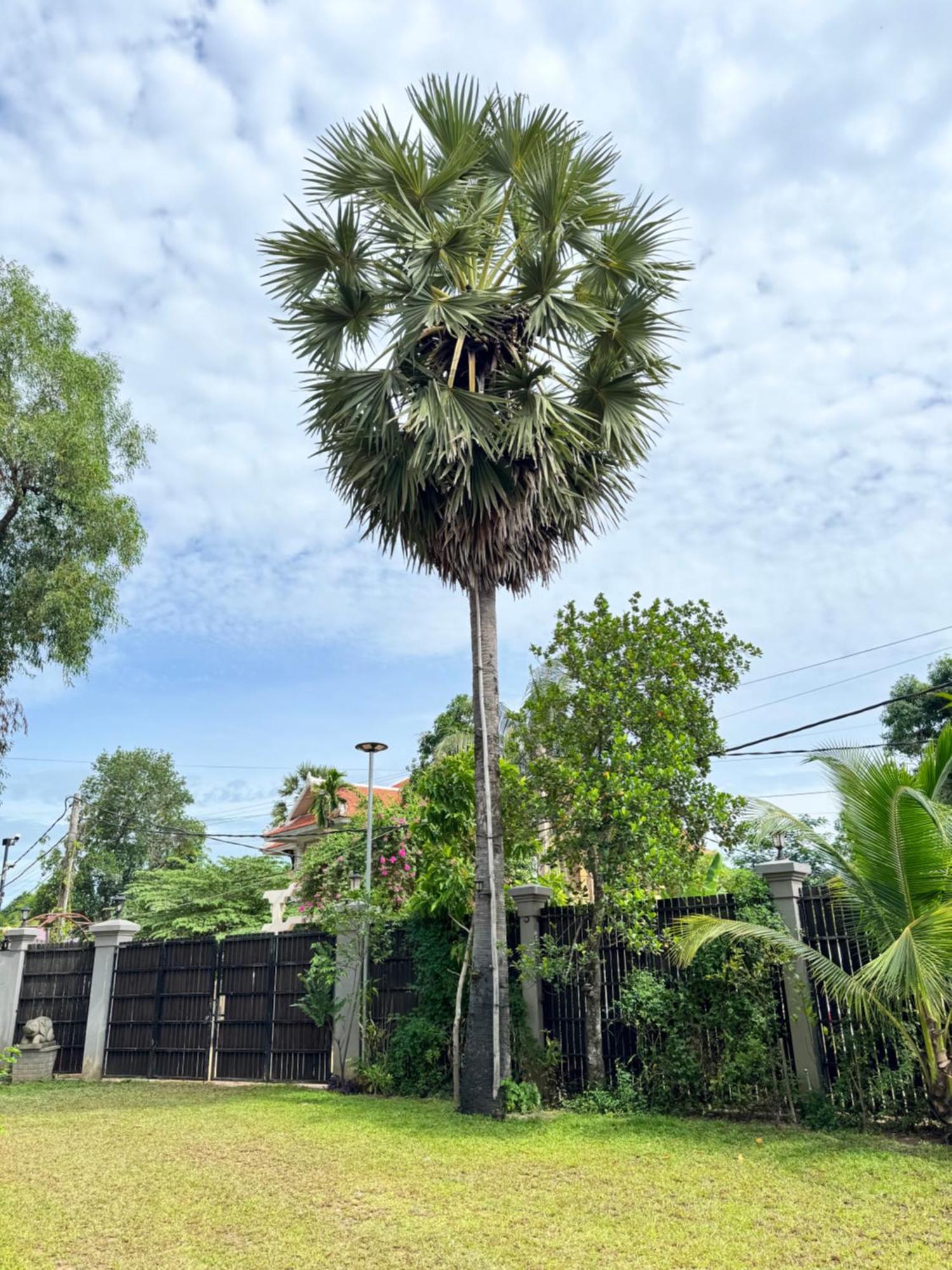 Mealy Hotel Siem Reap